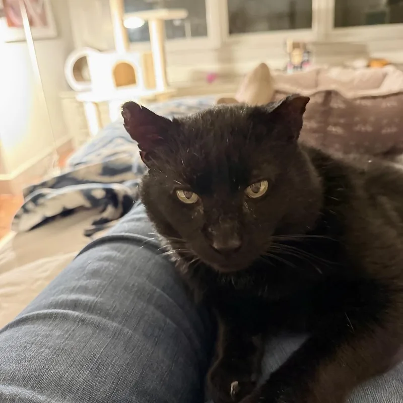 An adult small-sized male Black Domestic Short Hair cat named Moses for adoption in Reisterstown, MD