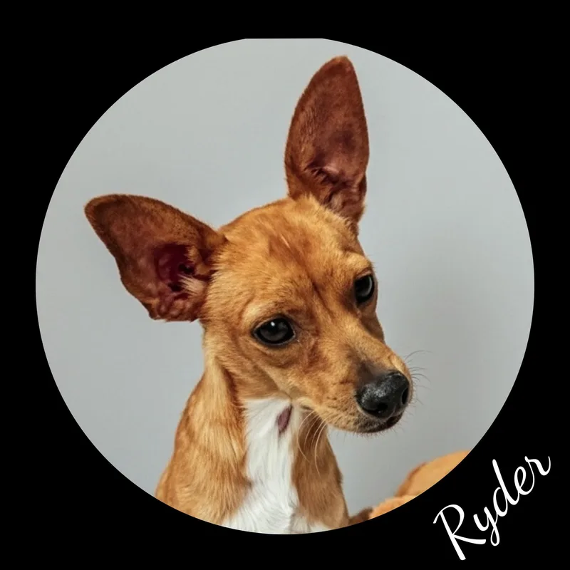 An adult small-sized male Yellow / Tan / Blond / Fawn Chihuahua dog named Ryder for adoption in Fredericksburg, VA