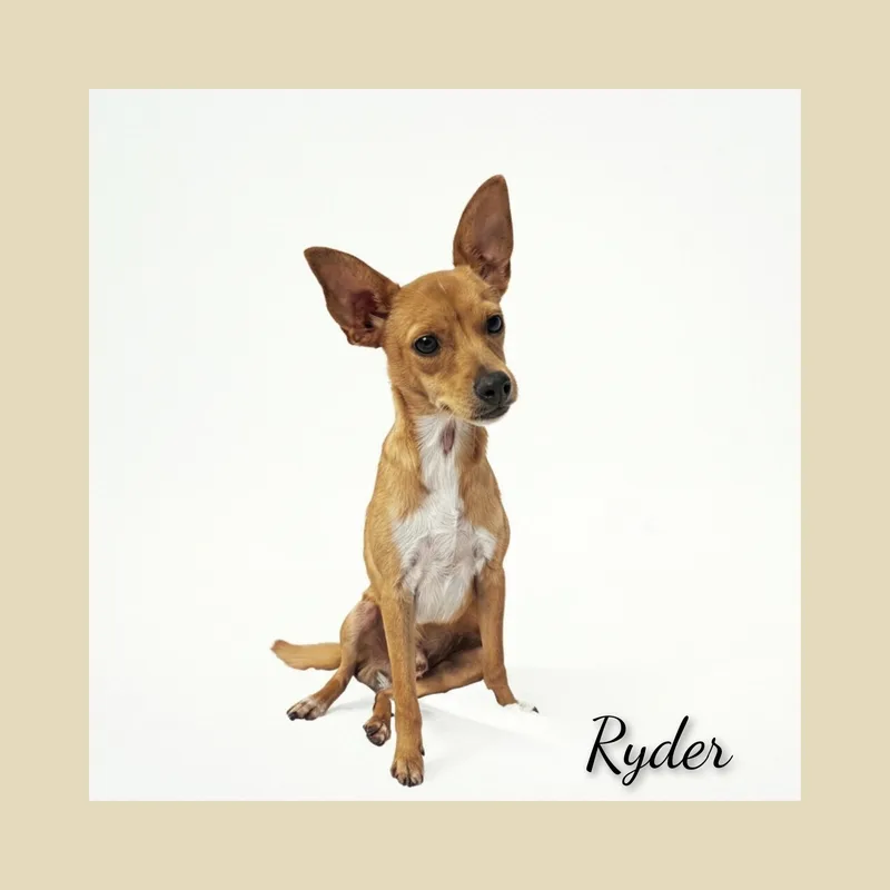 Ryder thumbnail 2