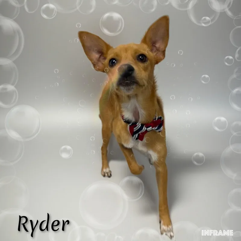 Ryder thumbnail 3