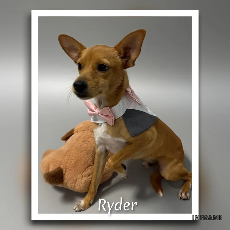 Ryder thumbnail 5