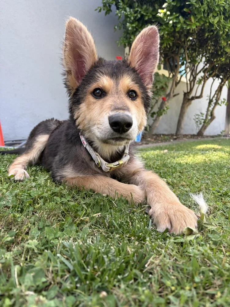 A baby large-sized male German Shepherd Dog dog named Poptart for adoption in San Diego, CA