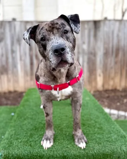 An adult large-sized male Mixed Breed dog named Eclipse for adoption in Washington, DC