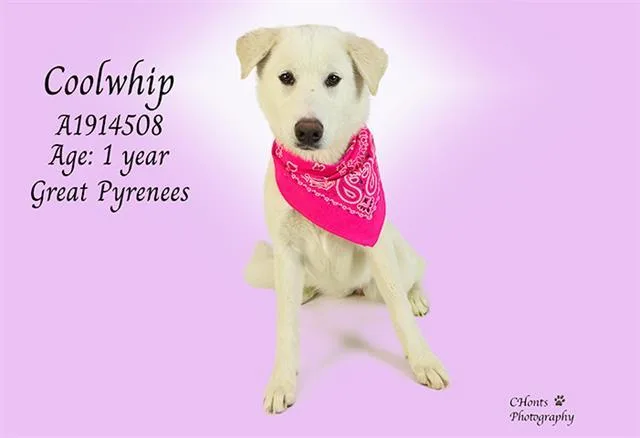 A young large-sized female Great Pyrenees dog named Coolwhip for adoption in Thousand Palms, CA