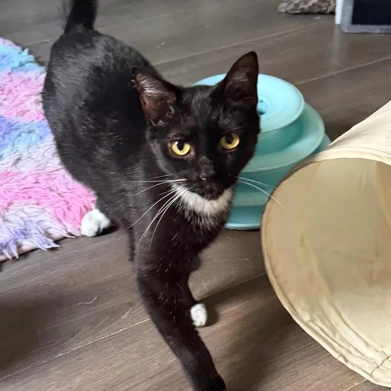 A young small-sized male Black Domestic Short Hair cat named Pepper for adoption in Pittsburgh, PA