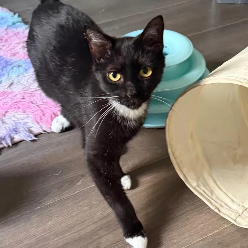 Pepper thumbnail 2