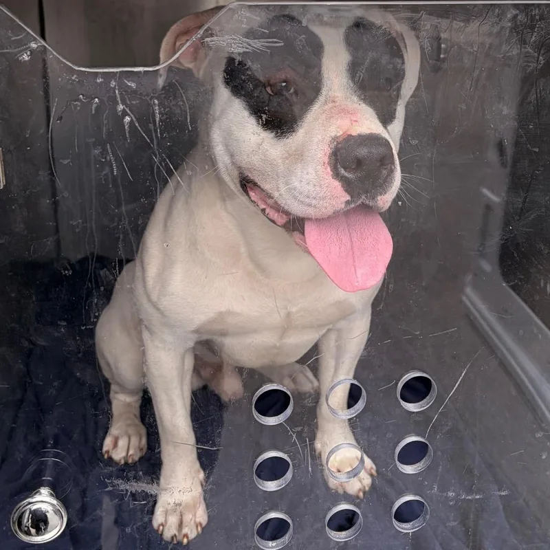 An adult medium-sized male White / Cream Mixed Breed dog named Mr. Chaos for adoption in Philadelphia, PA