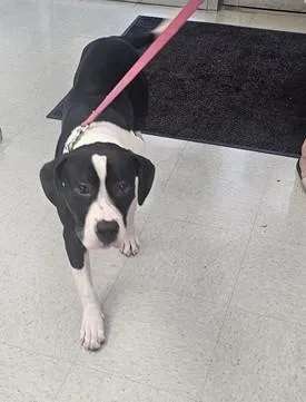 A young large-sized female Pit Bull Terrier dog named A for adoption in Wilmington, NC