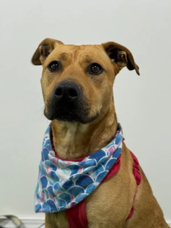 A young medium-sized male Golden Black Mouth Cur dog named Stumpy for adoption in Carlsbad, CA