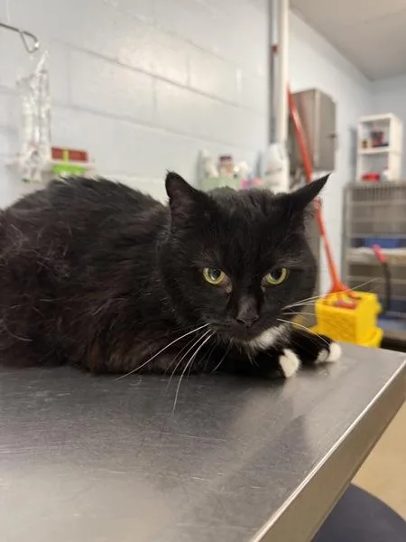 An adult medium-sized female Domestic Short Hair cat named Mountain Mama for adoption in Millersville, MD