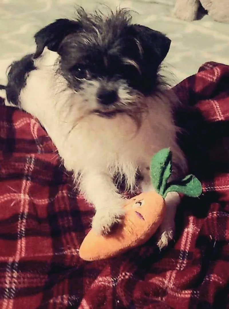 Tiny Bear