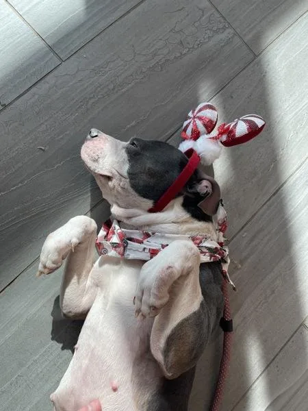 An adult medium-sized female Terrier dog named Bubble Gum for adoption in Lafayette, LA