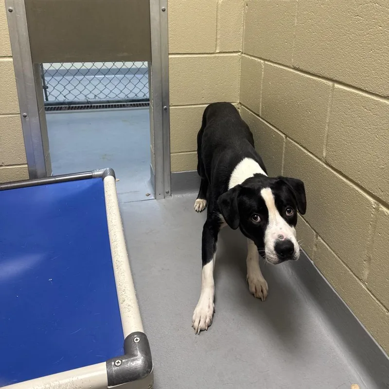 An adult medium-sized male Black Mixed Breed dog named StrayBuenaVistaRoad for adoption in Columbus, GA