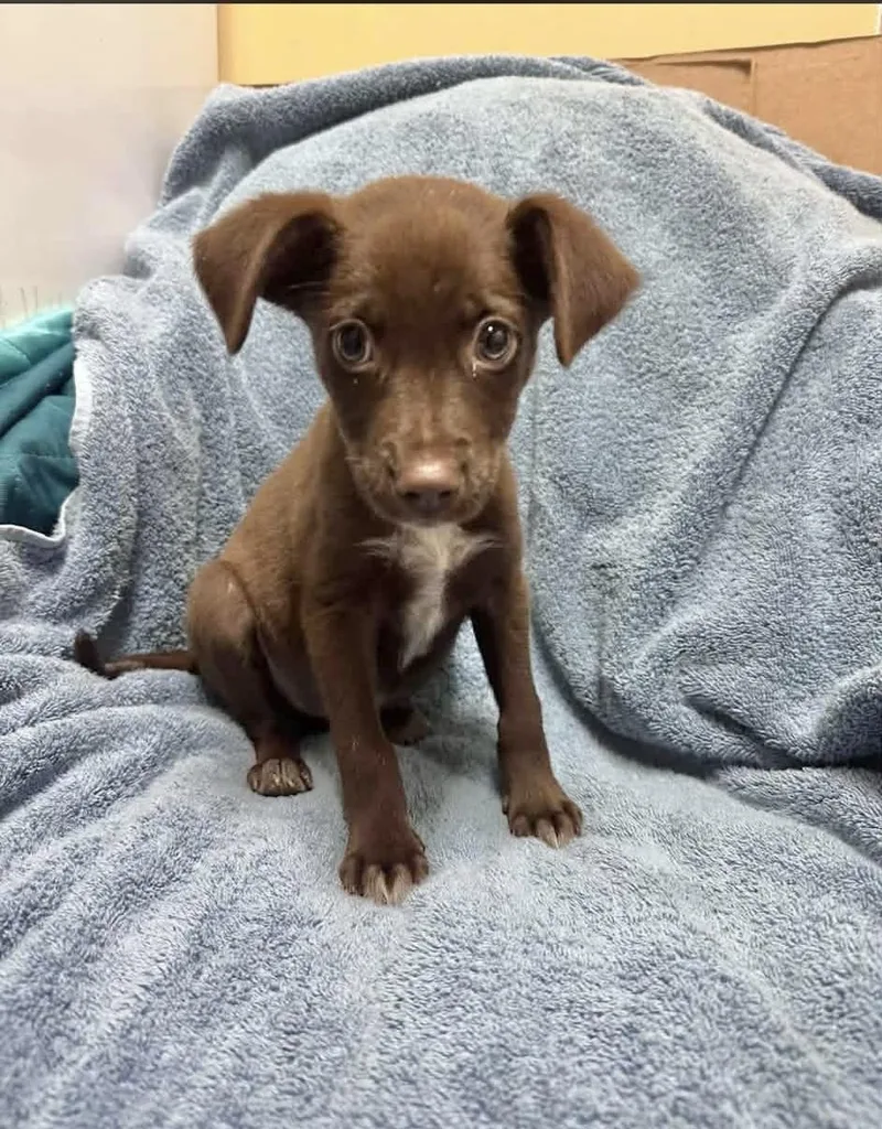 A baby medium-sized female Labrador Retriever dog named Mocha for adoption in Manchester, CT