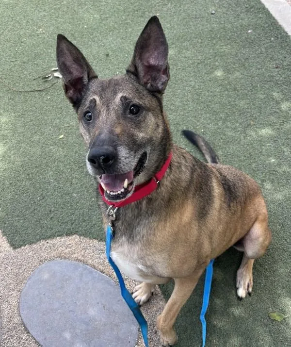 An adult large-sized male Belgian Shepherd / Sheepdog dog named Kai for adoption in Oceanside, CA