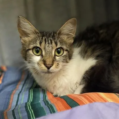 An adult medium-sized female Domestic Short Hair cat named Bitsy for adoption in Westland, MI