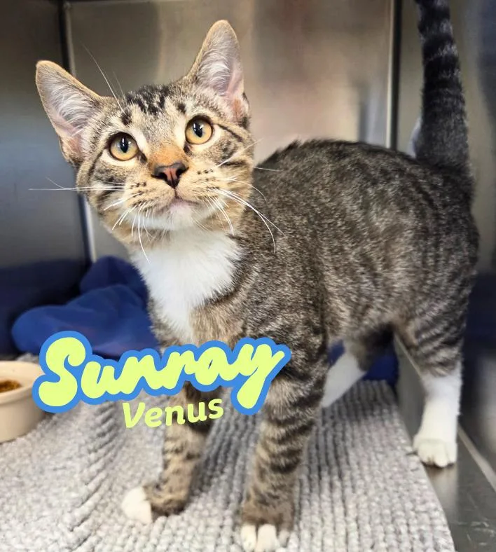 A baby medium-sized male Tabby (Brown / Chocolate) Domestic Short Hair cat named Sunray Venus for adoption in Nevada, IA