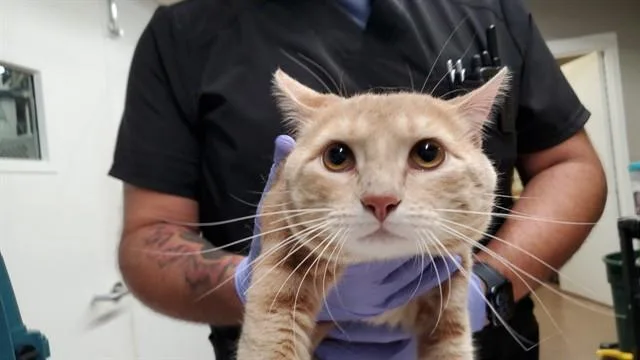 A young medium-sized male Domestic Short Hair cat named Espresso for adoption in Aurora, IL