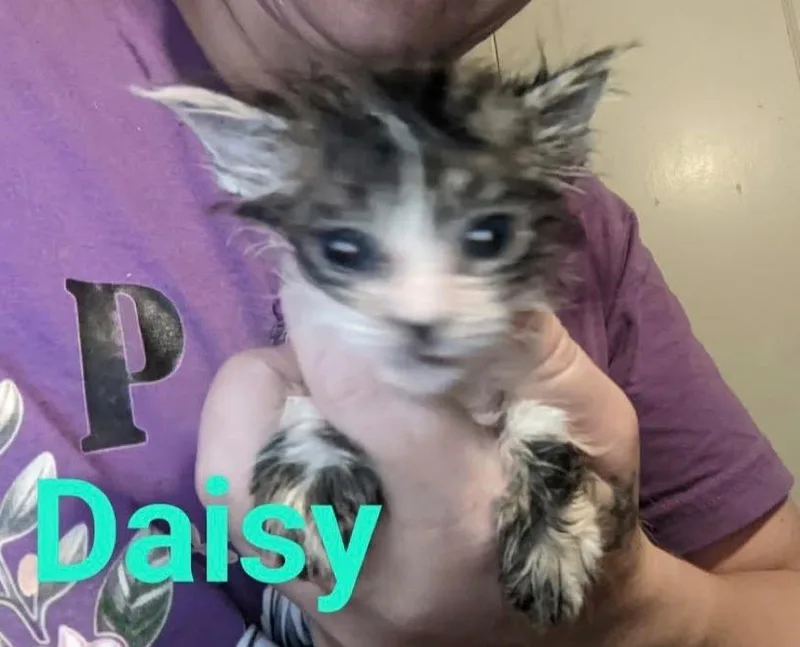 Daisy