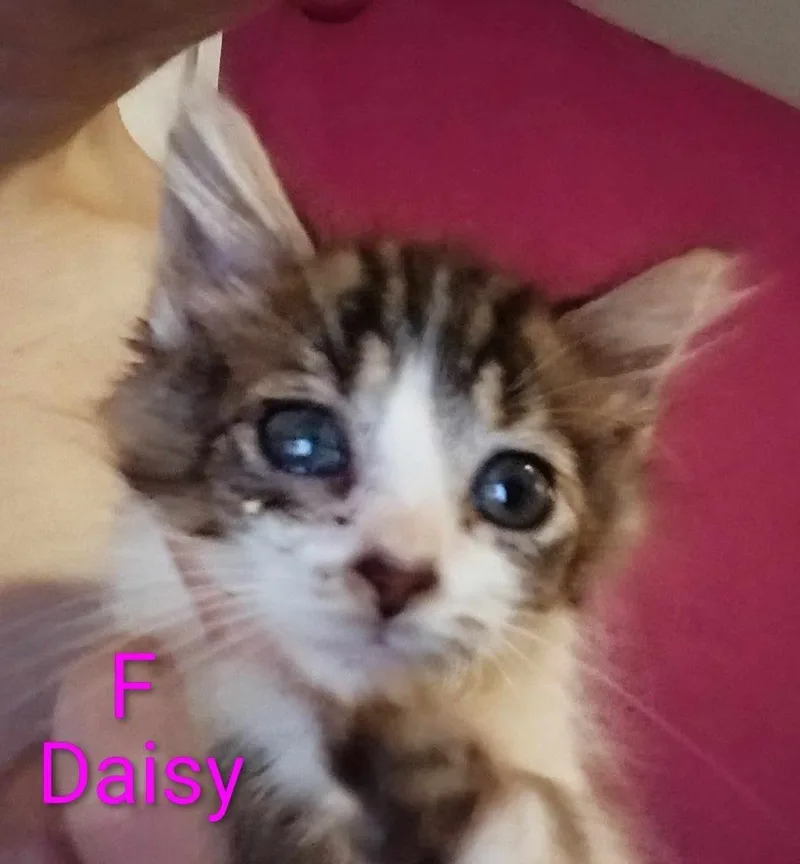 Daisy thumbnail 3