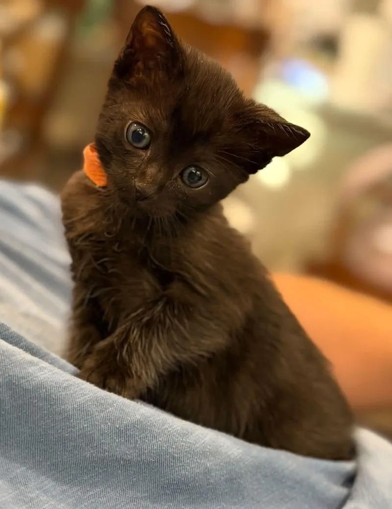 A baby medium-sized male Domestic Short Hair cat named Kaleo for adoption in Lincoln, CA