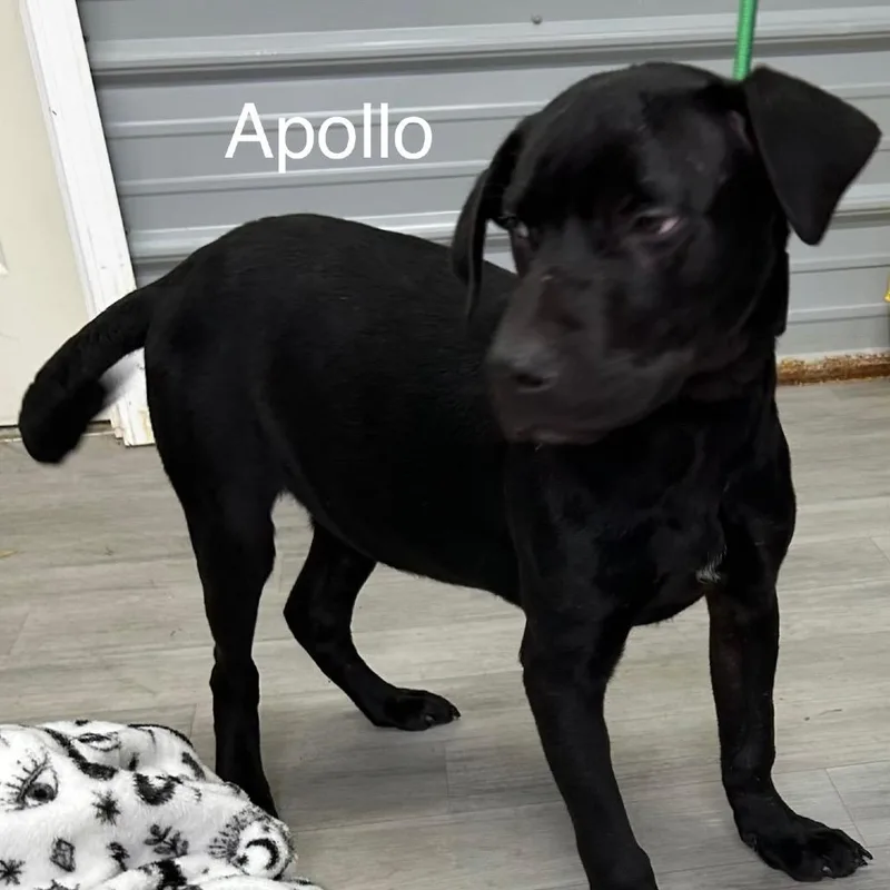 Apollo