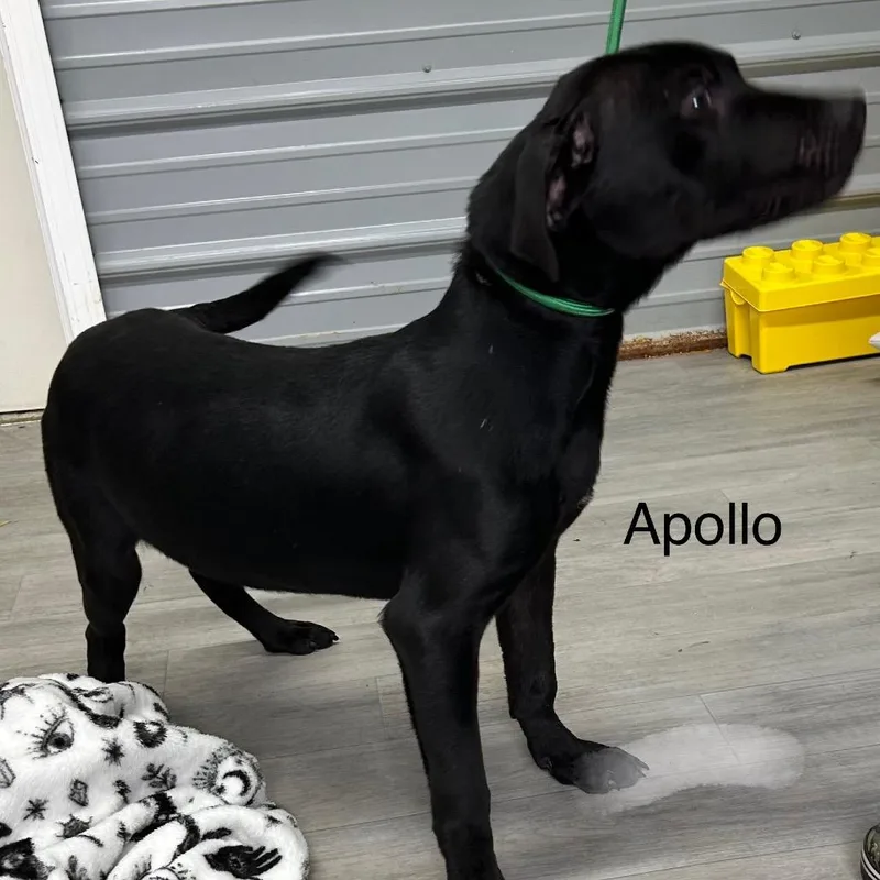 Apollo thumbnail 3