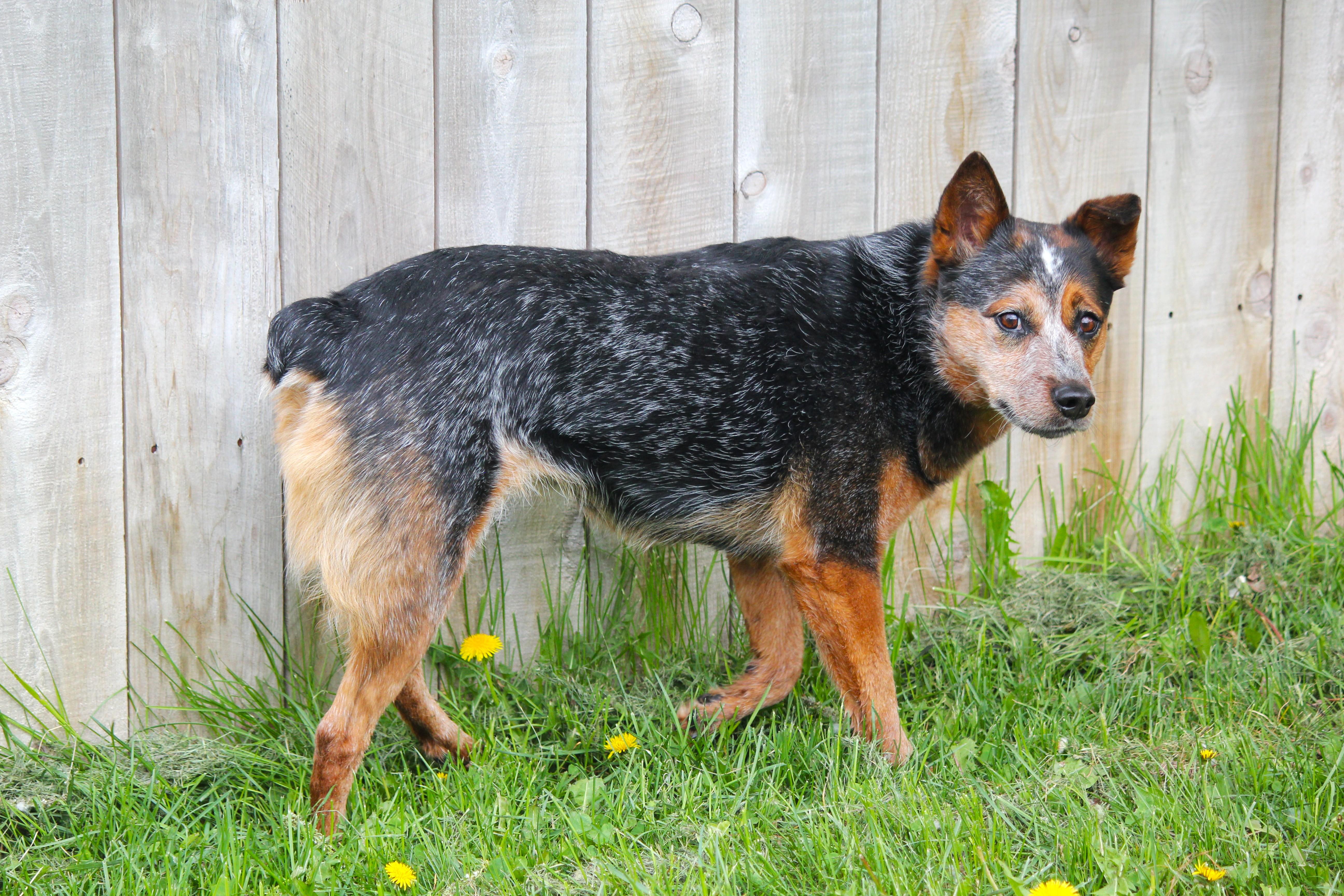 A young medium-sized female Tricolor (Brown, Black, & White) Cattle Dog dog named Luna for adoption in Hayward, WI