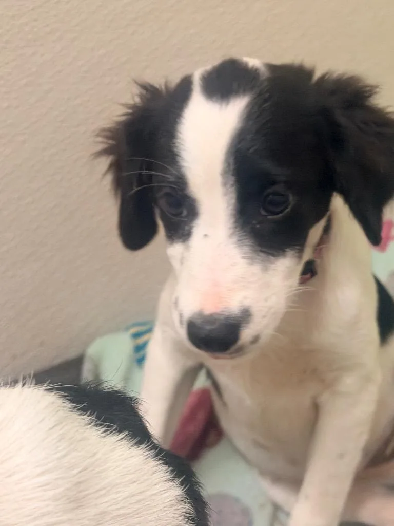A baby small-sized female Terrier dog named Cadence for adoption in Neosho, MO