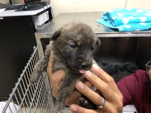 A young small-sized male German Shepherd Dog dog named Tank for adoption in Riverside, CA