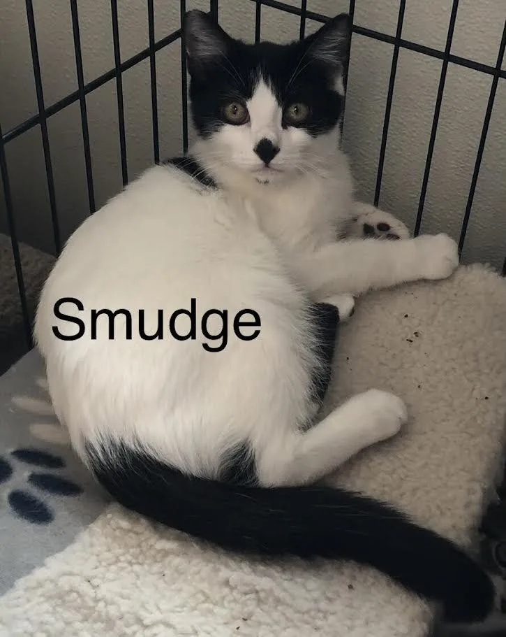 Smudge