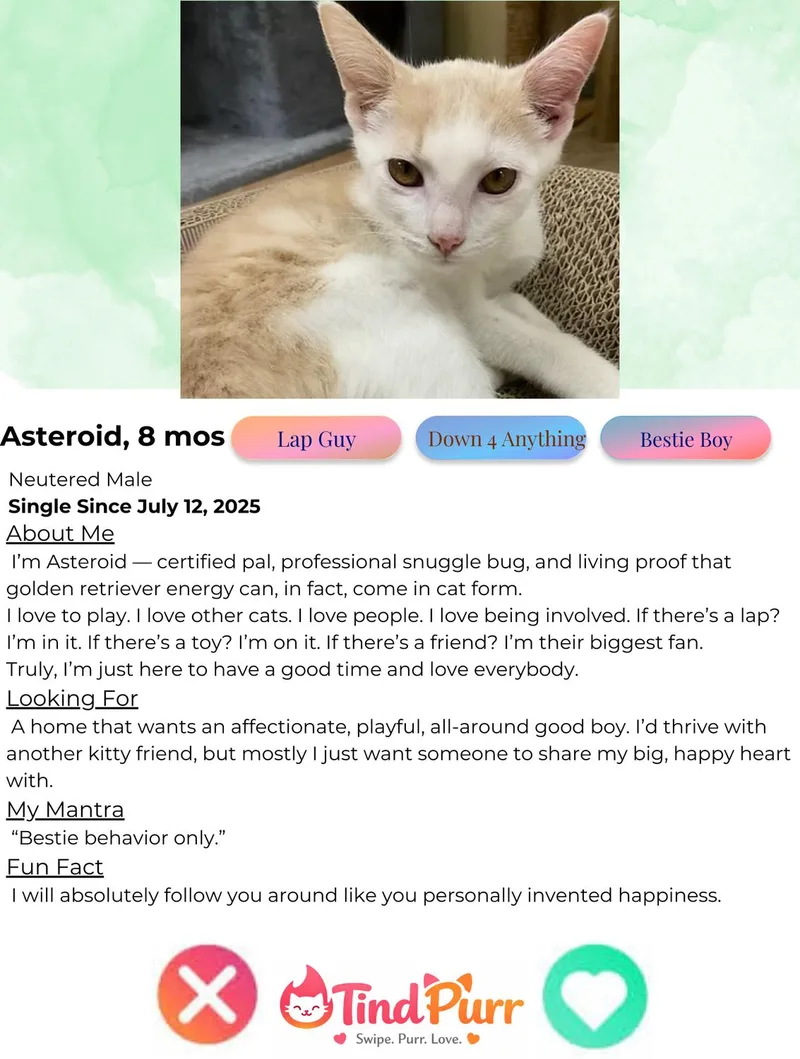 A young medium-sized male Buff & White Domestic Short Hair cat named Asteroid for adoption in Indiana, PA