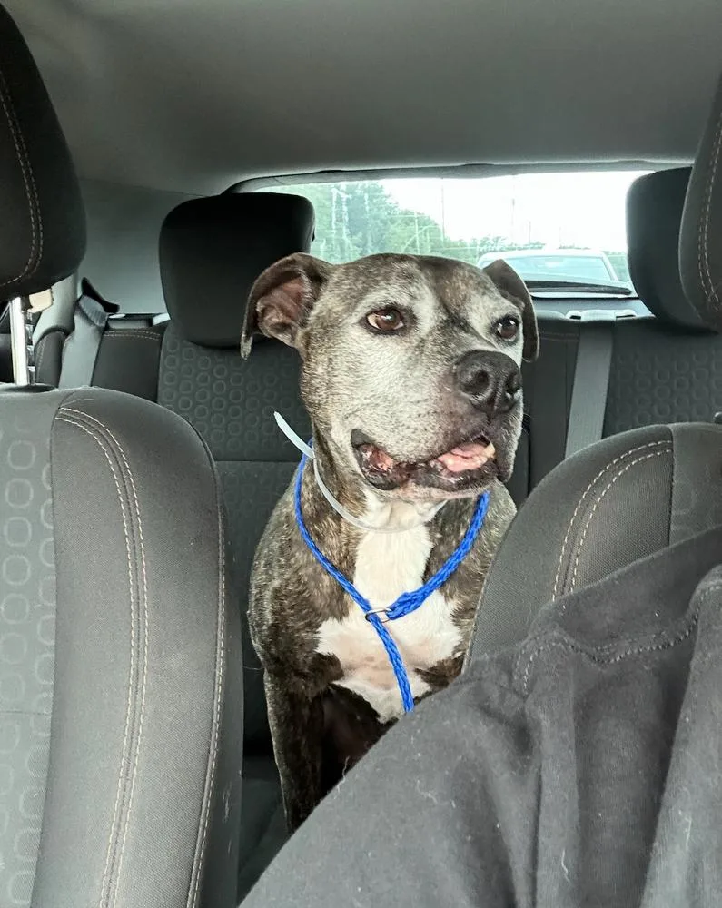An adult large-sized female Brindle Staffordshire Bull Terrier dog named Zelda for adoption in Portland, OR