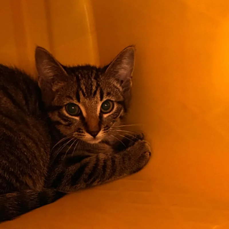 A baby small-sized male Brown / Chocolate Domestic Short Hair cat named Samwise for adoption in Manhattan, KS