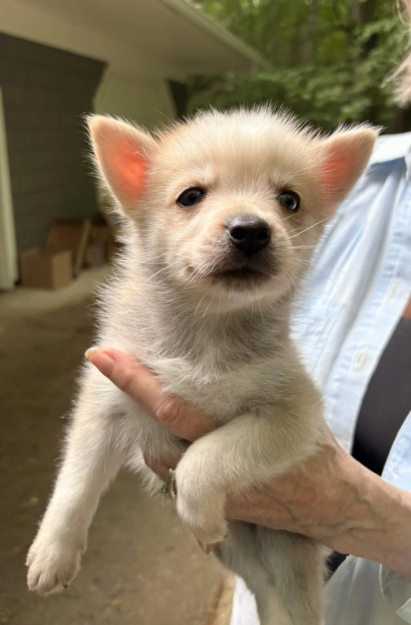 A baby medium-sized male Husky dog named Kyle for adoption in Oxford, MI