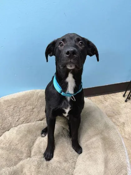 Licorice thumbnail 2