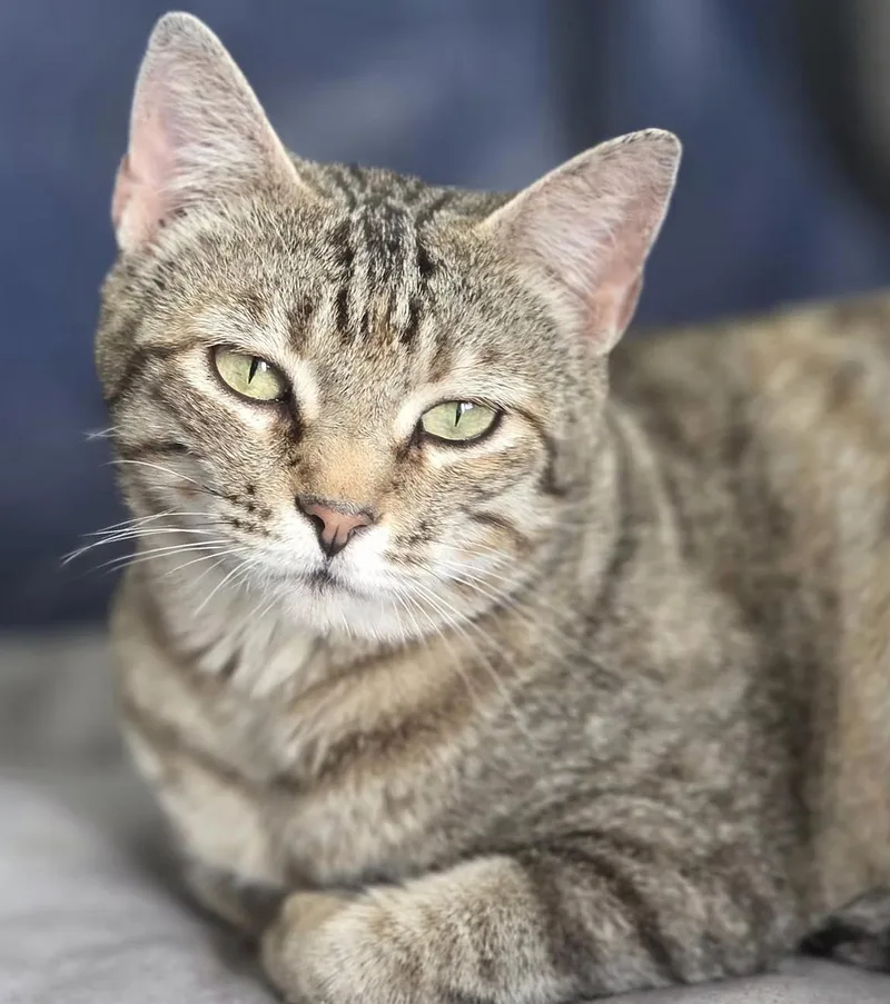 A young medium-sized female Domestic Short Hair cat named Lemonade for adoption in Clayton, NC