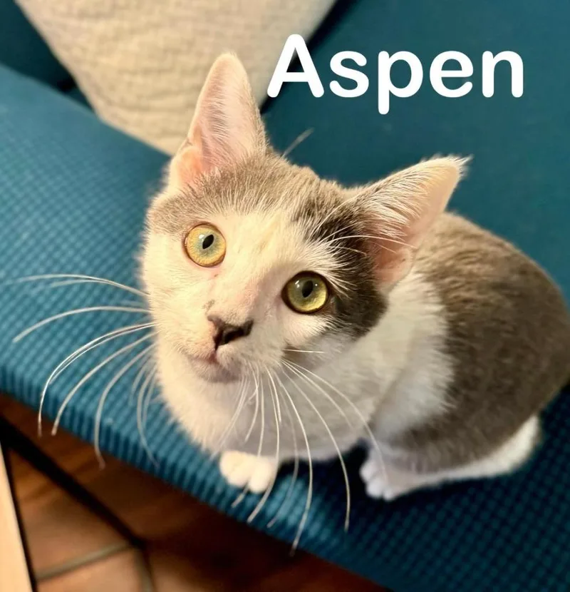 A young medium-sized male Domestic Short Hair cat named Aspen for adoption in Hoover , AL