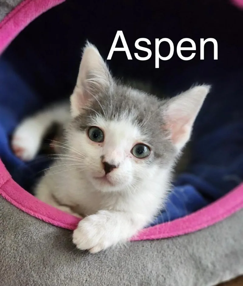 Aspen thumbnail 2