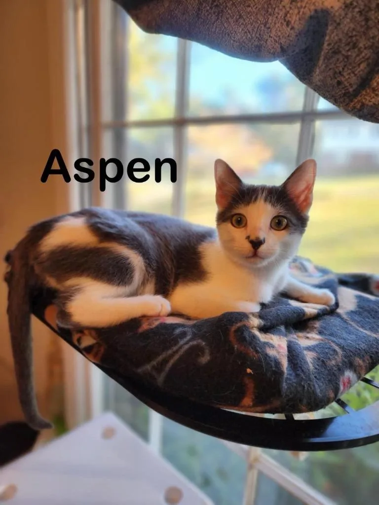 Aspen thumbnail 3