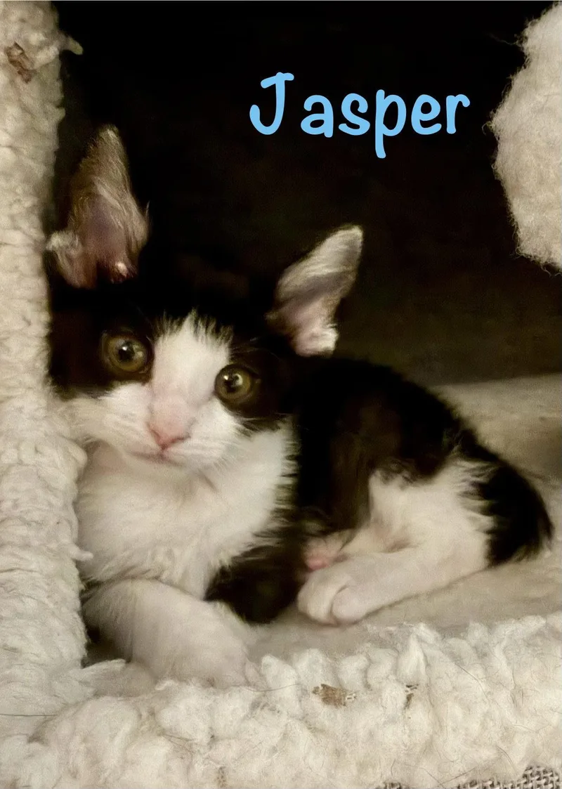 A baby medium-sized male Black & White / Tuxedo Domestic Short Hair cat named Jasper for adoption in Reston, VA