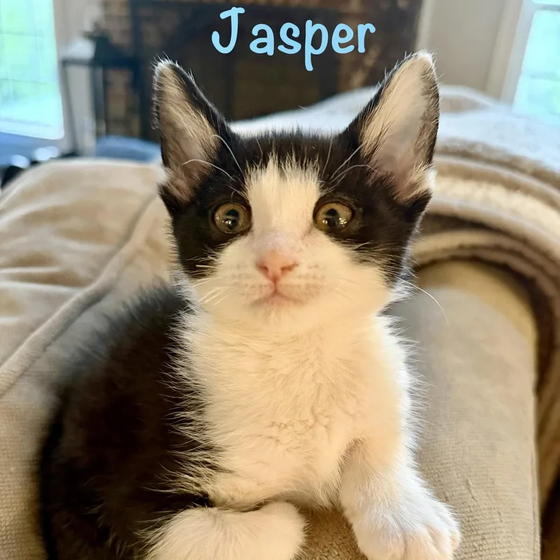 Jasper thumbnail 3