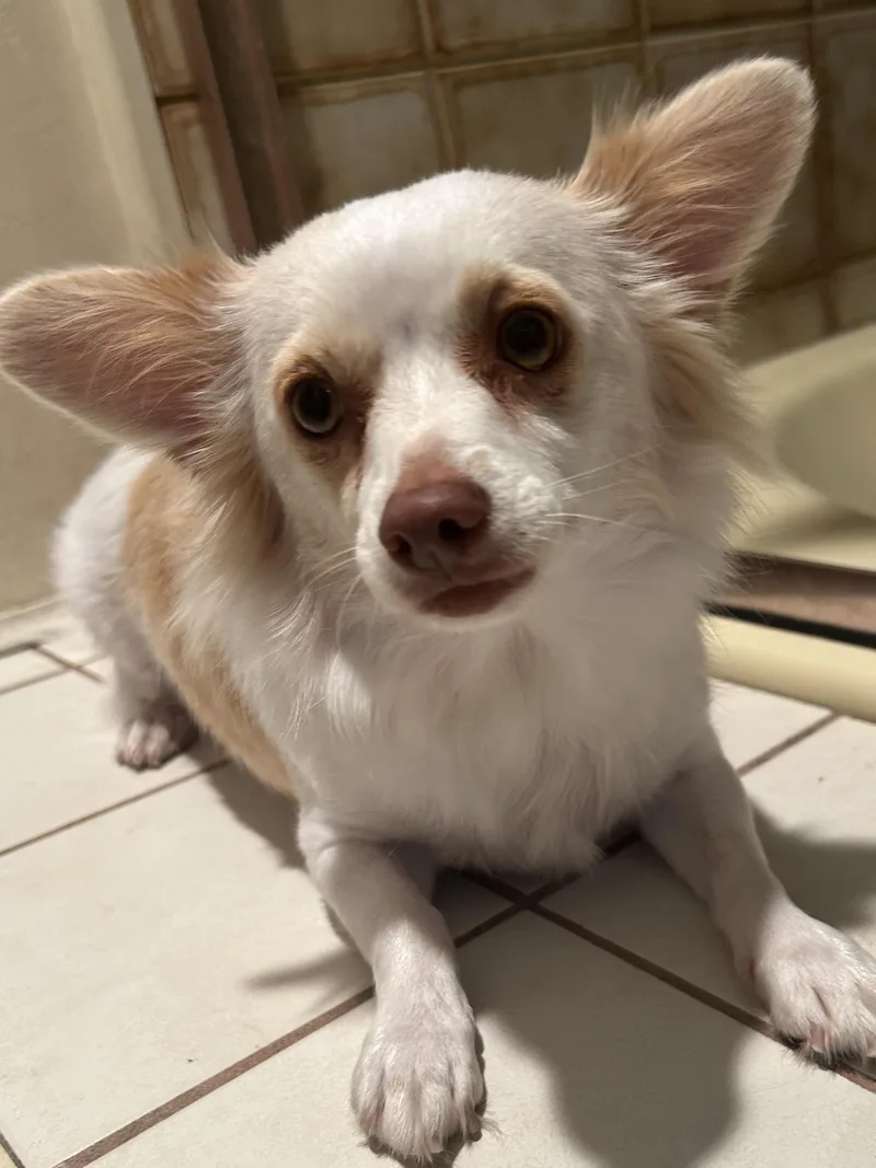 Pippa