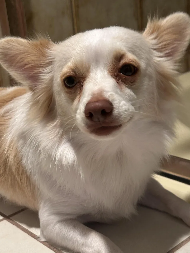 Pippa thumbnail 4