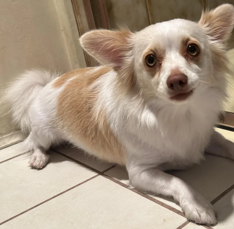 Pippa thumbnail 5