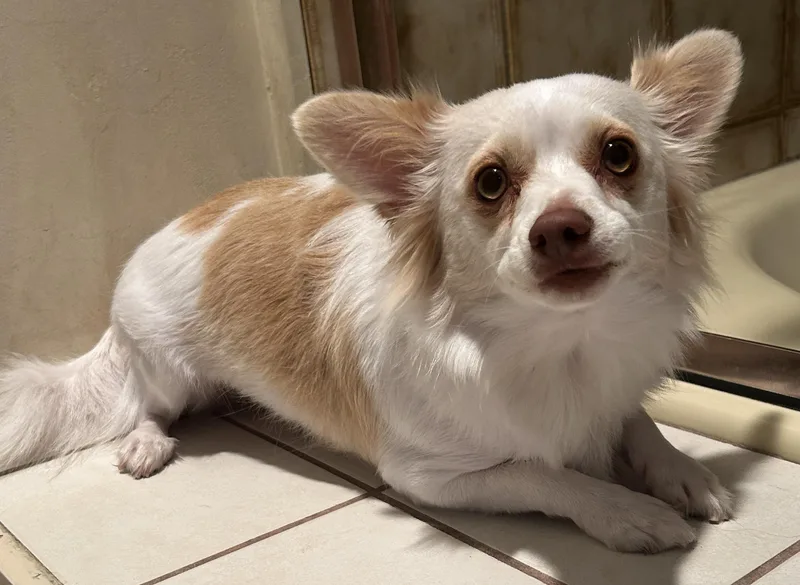 Pippa thumbnail 6