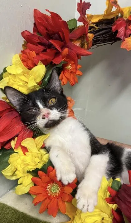 A baby medium-sized female Domestic Short Hair cat named Minnie for adoption in Picayune, MS