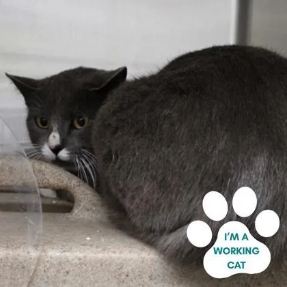 An adult medium-sized female Gray & White Domestic Short Hair cat named Roseann for adoption in Dubuque, IA