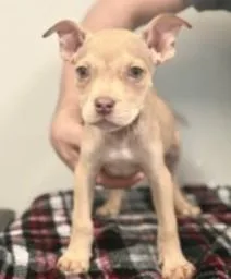 A baby medium-sized female Mixed Breed dog named Nimbus for adoption in West Chester, PA