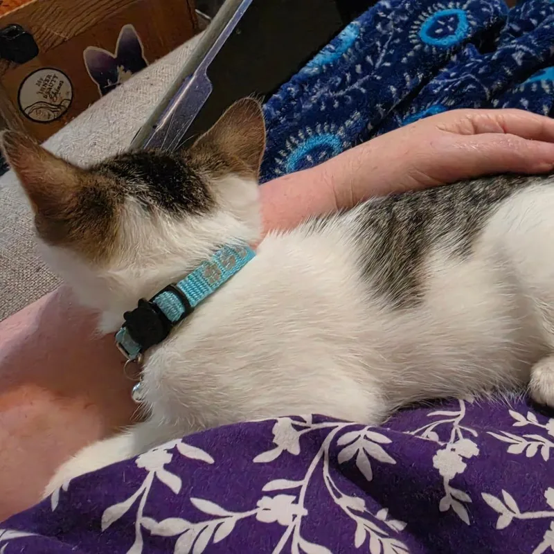 A baby small-sized female White Domestic Short Hair cat named A Sylph for adoption in Centralia, WA